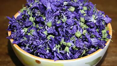 یک گل با خواص درمانی - اخبار آنلاین