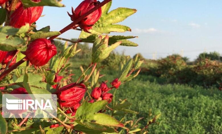 چربی شکمی با مصرف این داروی گیاهی