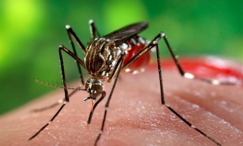 ابتلای 1127 نفر به "تب دنگی" در 1403/ مرگ یک بیمار