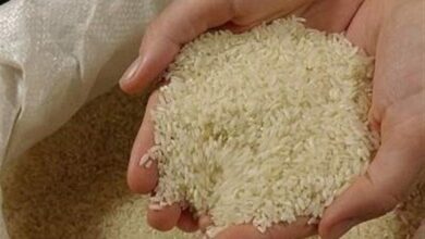 برنج یا یک محصول فرآوری شده؟/ این نوع برنج تقلبی از کجا آمده است؟
