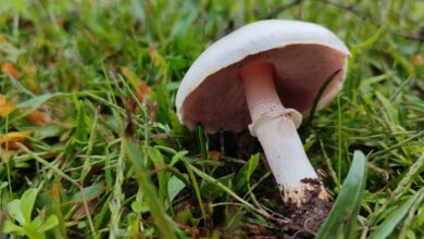 یک کشته و 84 مسموم بر اثر مصرف قارچهای سمی