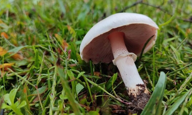 143 مسموم و یک فوتی بر اثر مصرف قارچهای سمی