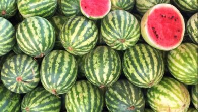 هندوانه به اتهامات ؛ دکتر هاشمی چیست؟