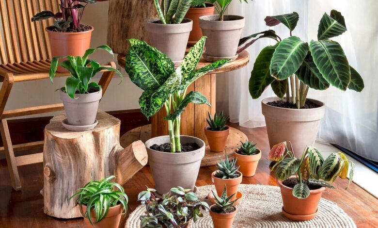 گل و گیاهان ؛ هدیه سبز طبیعت برای انسان