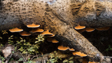 قارچ های سمی یک نفر را گرفتند/ 1 درمان و مرخص شد