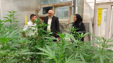 کشت حشیش برای تولید محصولات طبیعی - آژانس خبری مهر | اخبار ایرانی و جهانی