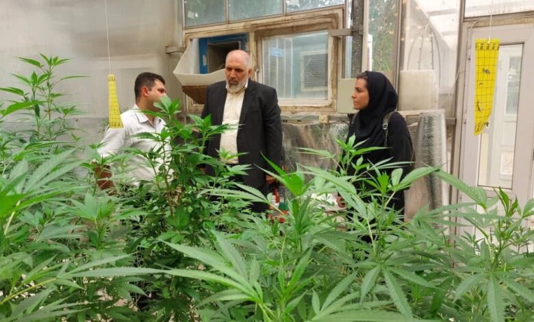 کشت حشیش برای تولید محصولات طبیعی - آژانس خبری مهر | اخبار ایرانی و جهانی