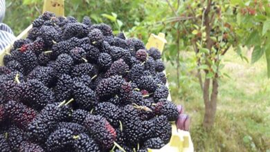 یک میوه جادویی ؛ از حفظ سلامت مغز تا جلوگیری از سرطان