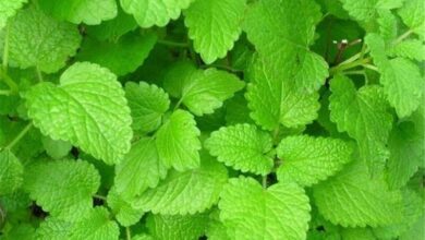 درمان آلزایمر با این دو گیاه