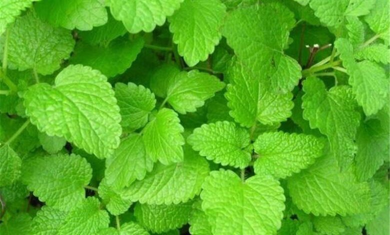درمان آلزایمر با این دو گیاه