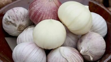 این گیاه آنتی ویروس است و کلسترول خون را کاهش می دهد