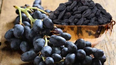 ۱۱ دانه جادویی ؛ چرا باید هر روز توت بخوریم؟