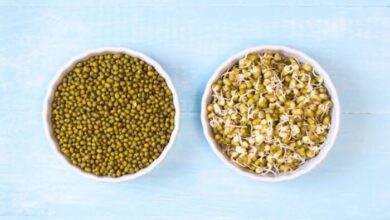 جوانه لوبیای مونگ ؛ ویتامین و بمب پروتئین