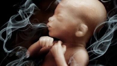 افزایش سقط جنین ناخواسته در بین مادران سیگاری. هشدار متخصص - آژانس خبری مهر | اخبار ایرانی و جهانی