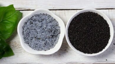 13 مورد از خصوصیات تخم مرغ جستجو ، شما به اثربخشی نیاز دارید