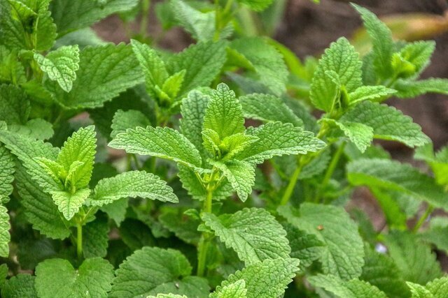 این گیاه برای آلرژی مفید است