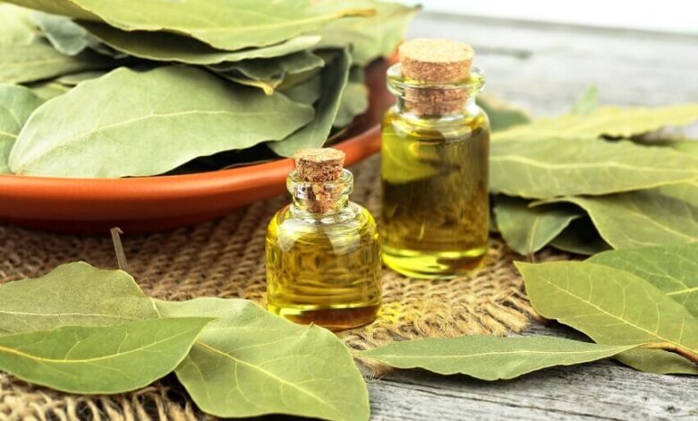 خاصیت شفابخش و شگفت انگیز برگ گیاه