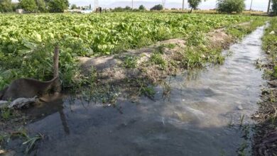 تهدید ساکت در جدول شیرازی ؛ آبیاری محصولات کشاورزی با فاضلاب فاضلاب
