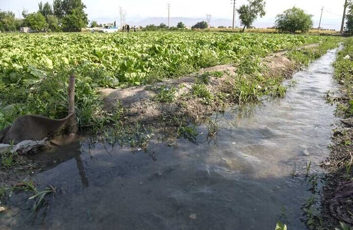 تهدید ساکت در جدول شیرازی ؛ آبیاری محصولات کشاورزی با فاضلاب فاضلاب