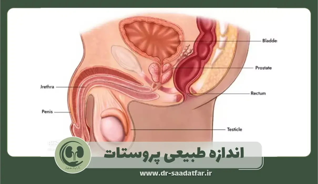 اندازه طبیعی پروستات
