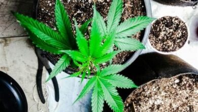 استفاده از ترکیبات گیاه شاهدانه در صنایع بهداشتی و دارویی