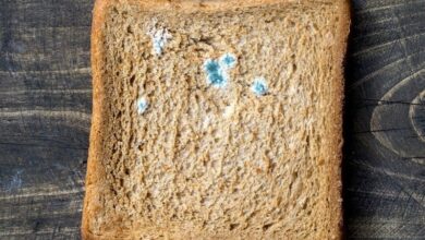 تمام غذای کپک‌زده را دور بریزید