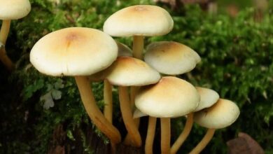 مسمومیت 180 نفر بر اثر مصرف قارچ‌های سمی/فوت یک نفر