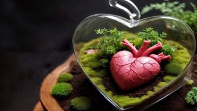 شعب برتر انجمن اهدای کمک های ایران معرفی و مورد تقدیر قرار گرفت - آژانس خبری مهر | اخبار ایرانی و جهانی