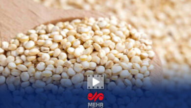 دانه های quinoa دو برابر برنج پروتئین طبیعی