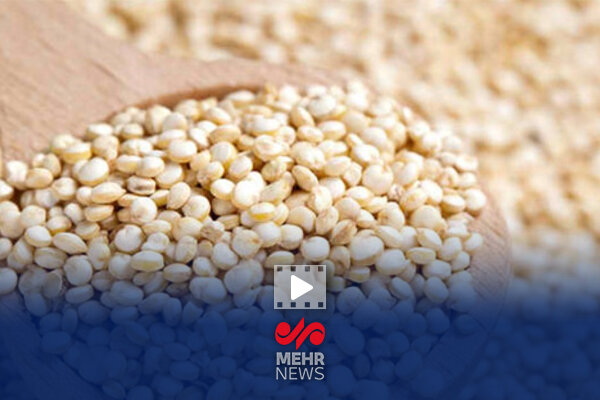 دانه های quinoa دو برابر برنج پروتئین طبیعی