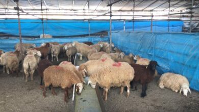 هشدارهای جدی در مورد کشتار در عید الدها/ گوشت قربانی را به مدت 4 ساعت در یخچال قرار دهید