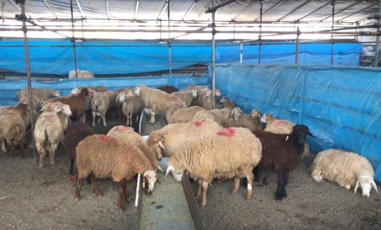 هشدارهای جدی در مورد کشتار در عید الدها/ گوشت قربانی را به مدت 4 ساعت در یخچال قرار دهید