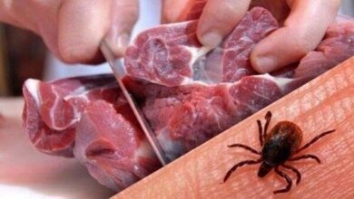 افزایش تب کنگو در افغانستان - آژانس خبری مهر | اخبار ایرانی و جهانی