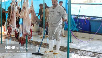 مراقب تب کنگو باشید. یک بیماری قابل انتقال - آژانس خبری مهر | اخبار ایرانی و جهانی