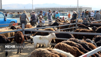 هشدار در مورد ذبح ناسالم در عید الدا - آژانس خبری مهر | اخبار ایرانی و جهانی