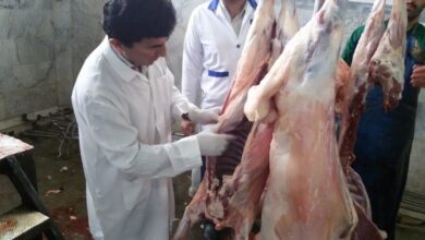 هشدار وزارت بهداشت در مورد ذبح دام در عید الدا
