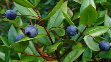 ویژگی های آیتم گیاه و آژانس خبری SIMA