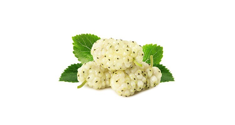 خواص توت شیرین و مزاج در طب سنتی - منابع طب سنتی