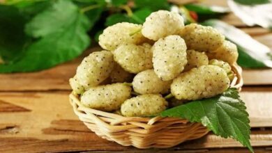 ویژگی های توت سفید + جدول تغذیه و روش های مصرف - کتاب Calais