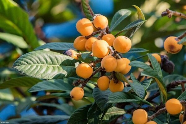 میوه ای برای تقویت مصونیت بدن و سلامت دستگاه گوارش