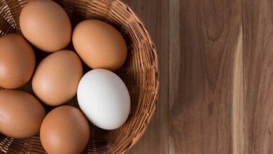 آیا زرده تخم مرغ برای سالمندان مضر است - آژانس خبری مهر | اخبار ایرانی و جهانی