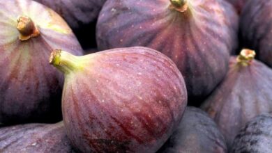 التهاب ، ضد سرطان و فشار خون بالا و بهبود سلامت جنسی ، همه در یک میوه تابستانی