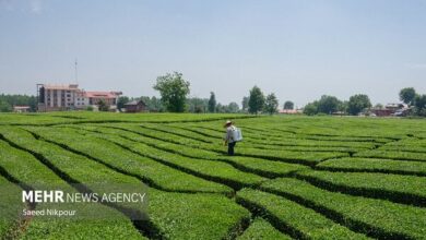 جزئیات نظارت بر سلامت کشاورزی از مزرعه تا لوح - آژانس خبری مهر | اخبار ایرانی و جهانی