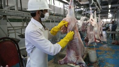 دام را از مراکز مجاز خریداری کنید/نکات بهداشتی در عید قربان