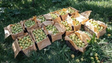 لزوم شناسنامه‌دار شدن مزارع برای ساماندهی مصرف سموم