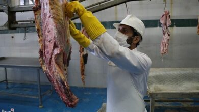 نکات بهداشتی ذبح دام در عیدقربان/گوشت دام را تا24ساعت نخورید