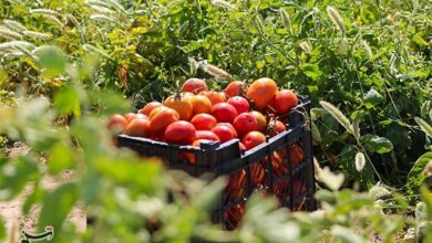 پایش سلامت 8 محصول خام کشاورزی توسط سازمان غذا و دارو