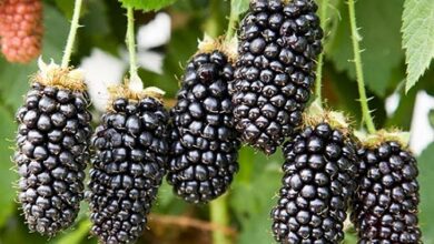 فروش نهال توت سیاه در ژوئن 1404 | نهال های سالم