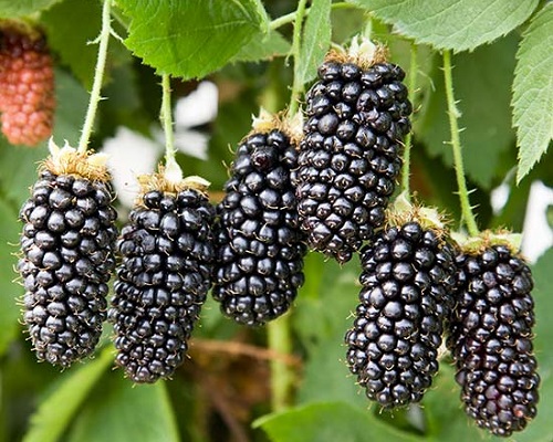 فروش نهال توت سیاه در ژوئن 1404 | نهال های سالم