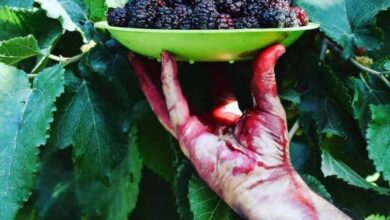 این میوه تابستان دارای خواص ضد سرطان است